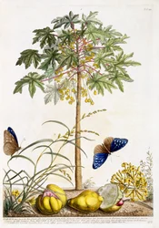 Papaye, c.1748